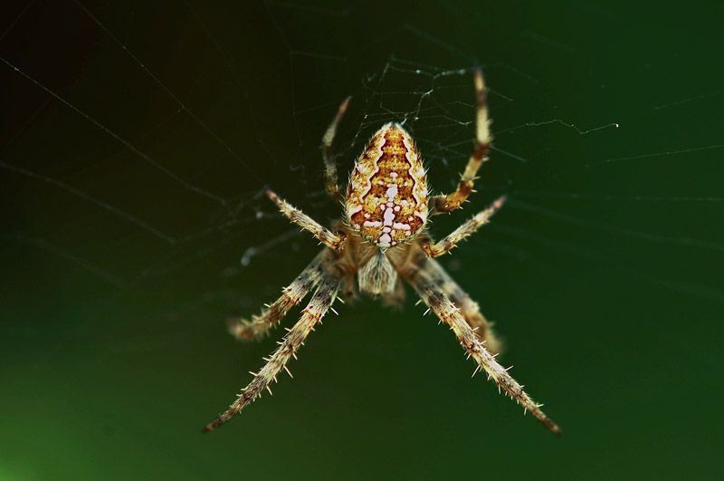  Garden Spider